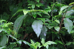 Ficus heteromorpha