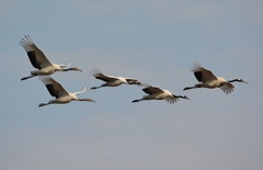 Grus japonensis