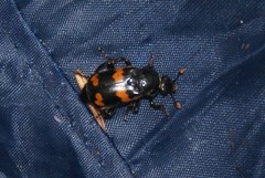 Nicrophorus sayi