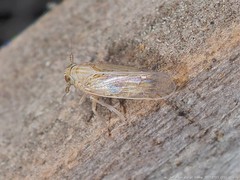 Metadelphax propinqua