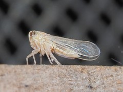 Metadelphax propinqua