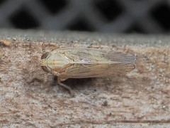 Metadelphax propinqua