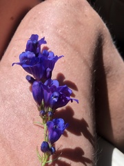 Penstemon strictus