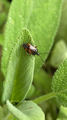 Deraeocoris ruber