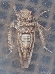 Paraphlepsius tennessus