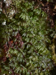 Hymenophyllum wilsonii