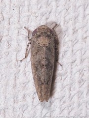 Paraphlepsius tennessus