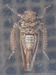 Paraphlepsius tennessus