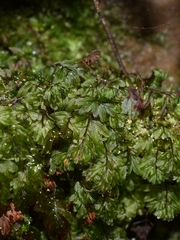 Hymenophyllum wilsonii