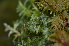 Hymenophyllum wilsonii