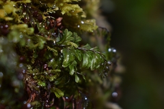 Hymenophyllum wilsonii