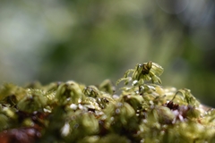 Hymenophyllum wilsonii