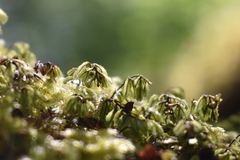 Hymenophyllum wilsonii