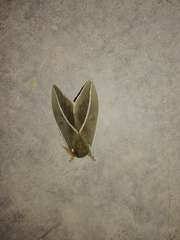 Automeris zephyria