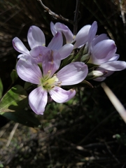 Gentianella foliosa