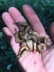 Lymantria dispar dispar