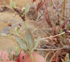 Eriogonum jamesii