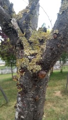 Xanthoria parietina