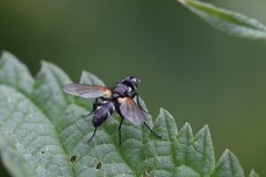Phyllomya volvulus