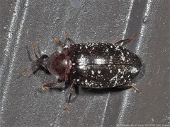 Chelonarium lecontei