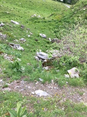 Marmota marmota