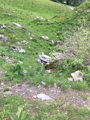 Marmota marmota