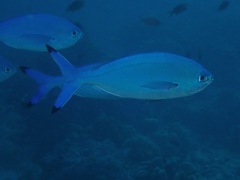 Caesio lunaris