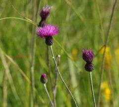 Cirsium pannonicum