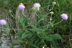 Knautia persicina