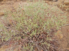 Eriogonum jamesii