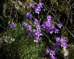 Campanula carnica