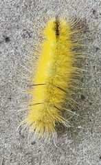 Acronicta americana