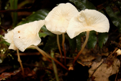Marasmius congregatus