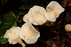 Marasmius congregatus