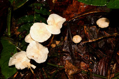 Marasmius congregatus
