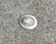 Testudinalia testudinalis