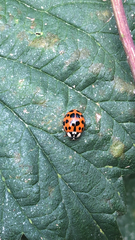 Harmonia axyridis