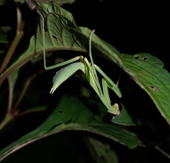 Hierodula membranacea