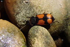 Panagaeus cruxmajor