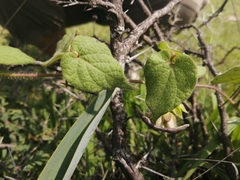 Dictyanthus reticulatus