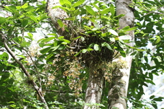 Epidendrum stamfordianum