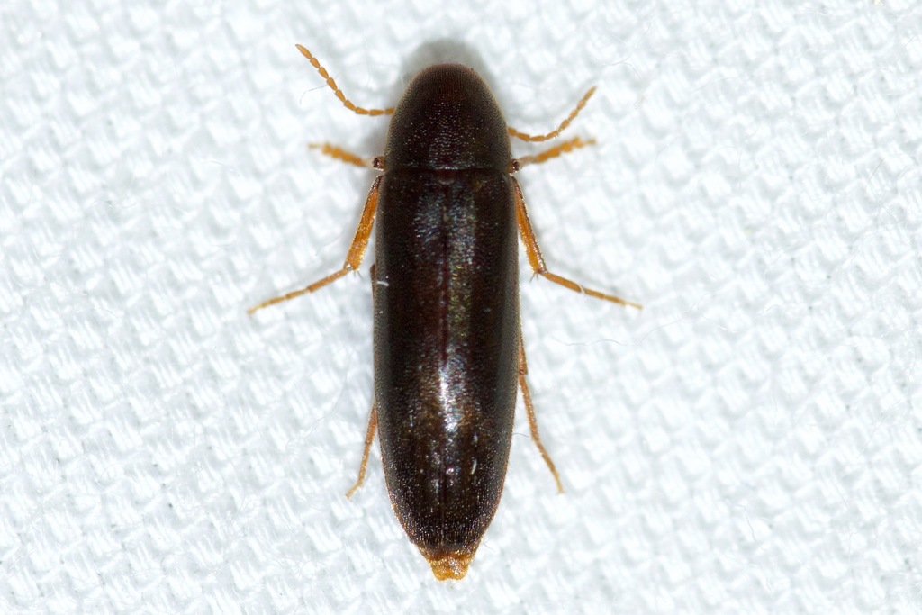 Dark False Darkling Beetle