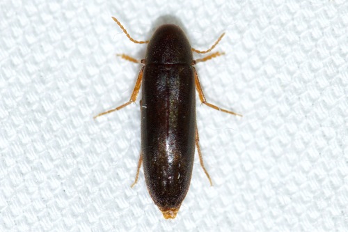 Dark False Darkling Beetle