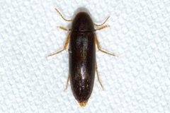Phloiotrya