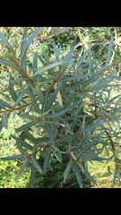 Hippophae