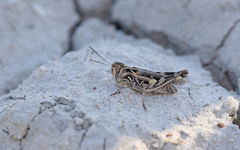 Dociostaurus brevicollis