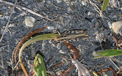 Dociostaurus brevicollis