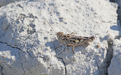 Dociostaurus brevicollis