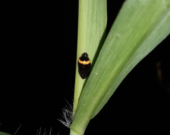 Phymatostetha deschampsi
