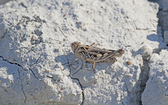 Dociostaurus brevicollis